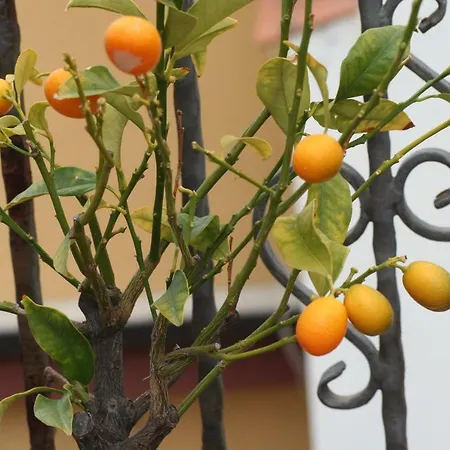 Aloha Giardini-Naxos