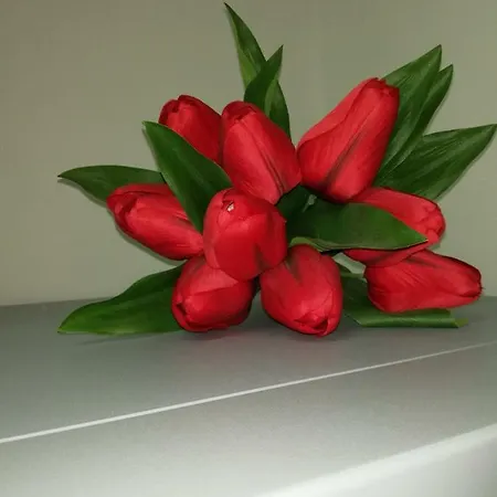 דירה Aloha