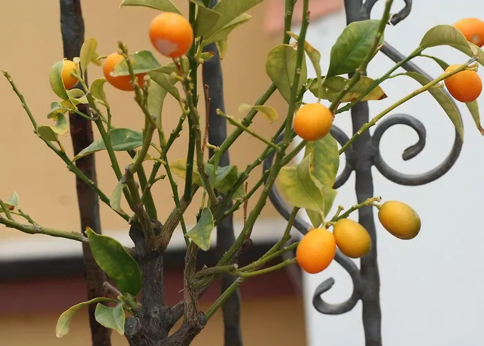 Aloha ジャルディーニ・ナクソス